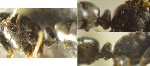 Réf. 216 837 : Ponera coarctata
